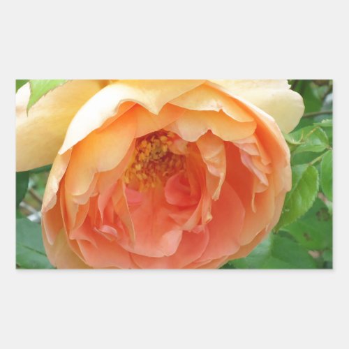Orange Blush Rose Rectangular Sticker