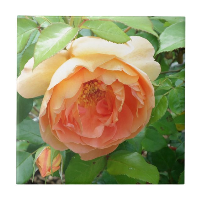 Orange Blush Rose Tile (Front)