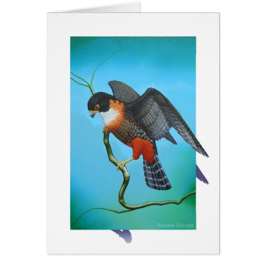 Orange-breasted Falcon Cards (Front)