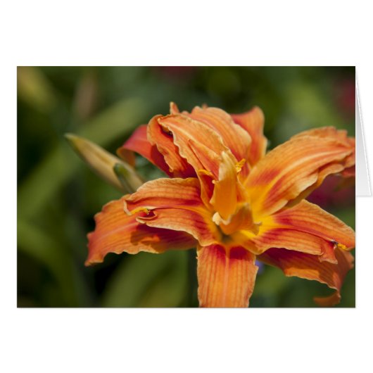 Orange brilliance cards (Front Horizontal)