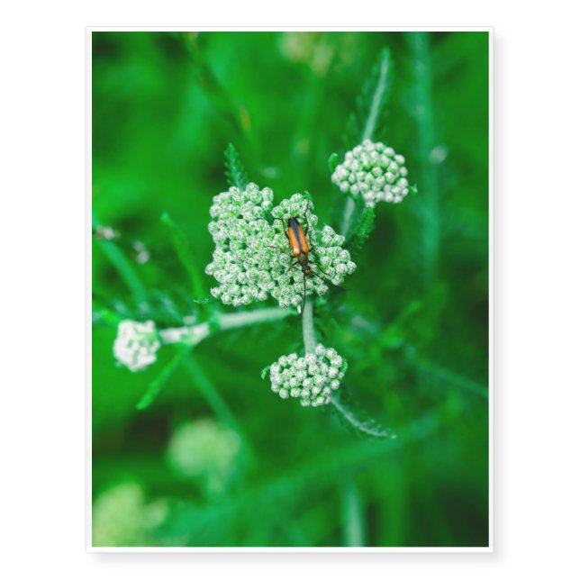 Orange bug on a white flower temporary tattoos (Front)