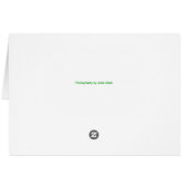 Orange Bush Lily (Back Horizontal)