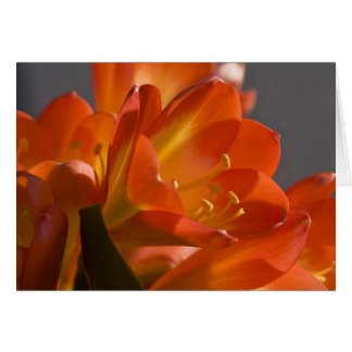 Orange Bush Lily Cards
