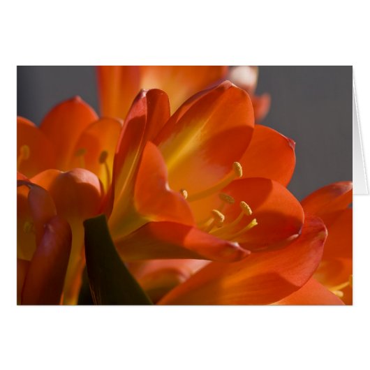 Orange Bush Lily Cards (Front Horizontal)