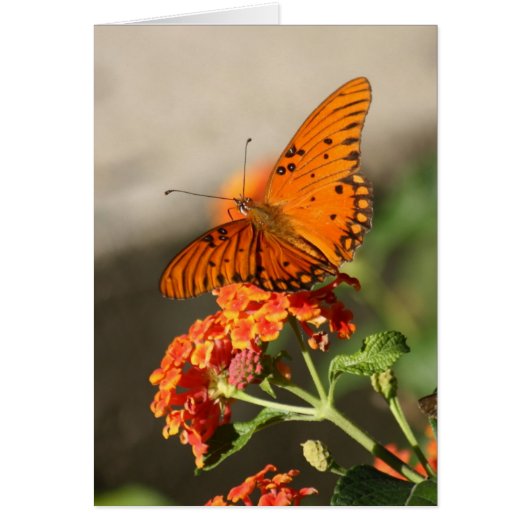 Orange Butterfly (Front)