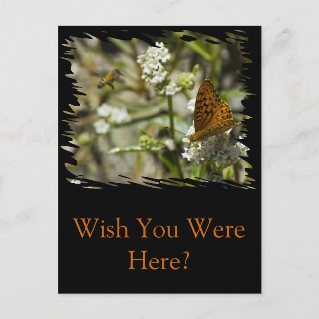 Orange Butterfly and Bee Postcard (Front)