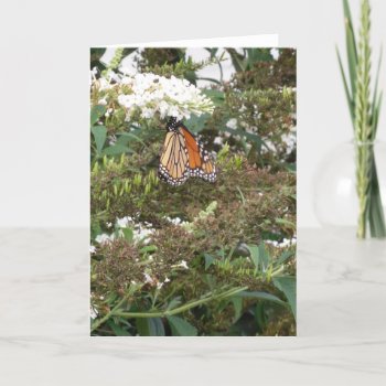 Orange Butterfly Blank Greeting Card by SPKCreative at Zazzle