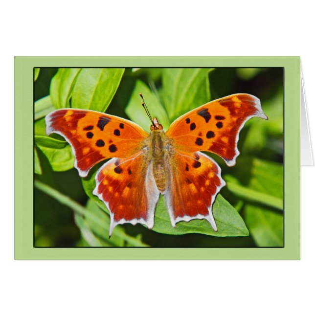 Orange Butterfly Cards (Front Horizontal)