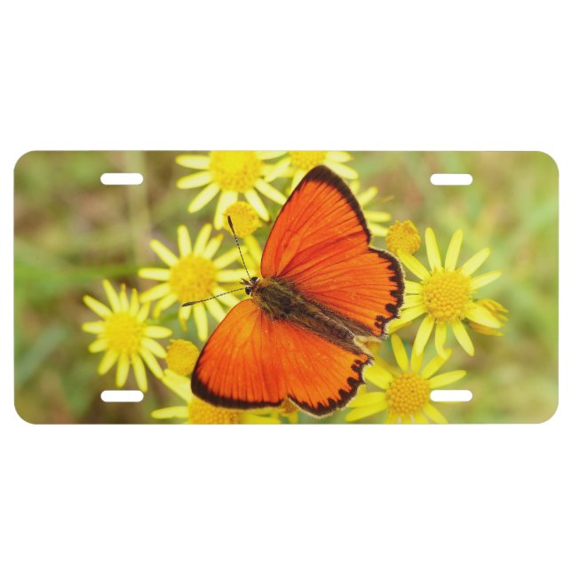 Orange Butterfly License Plate (Front)