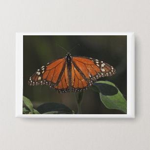 Orange Butterfly Nature Photo Pin Button