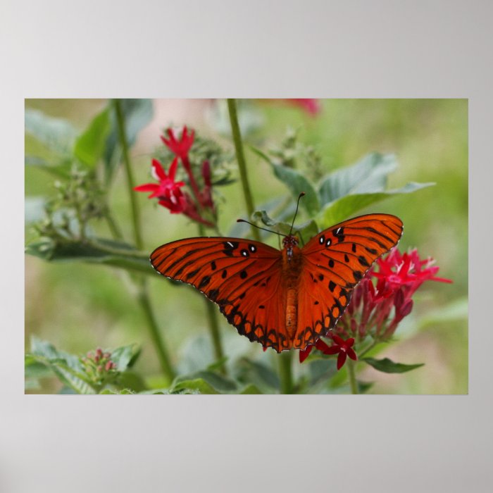 Orange Butterfly Nature Poster