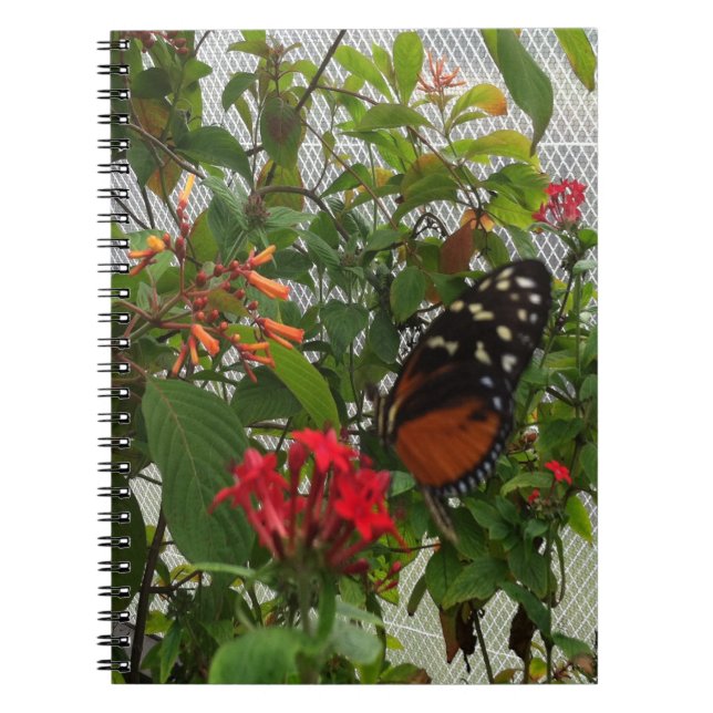 ORANGE BUTTERFLY NOTEBOOK (Front)