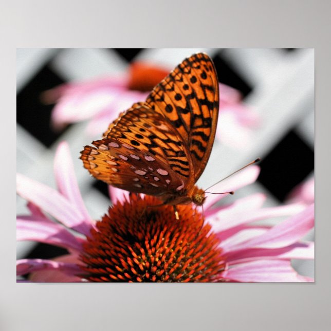 Orange Butterfly On Echinacea Flower Poster (Front)