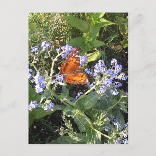 Orange Butterfly Photo Postcard