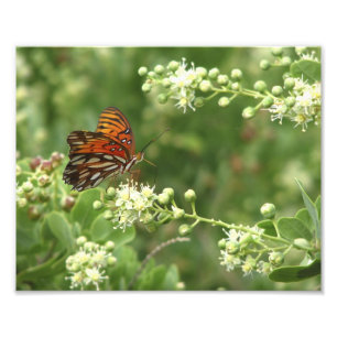 Orange Butterfly Photo Print