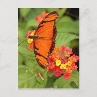orange butterfly postcard