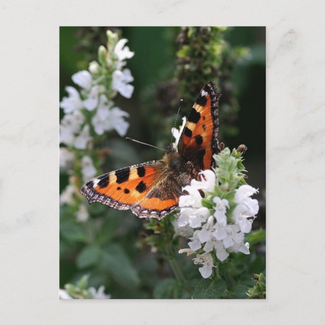 Orange Butterfly Postcard (Front)