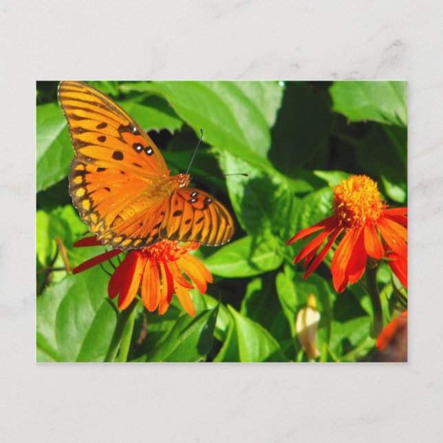 Orange Butterfly Upclose Postcard (Front)