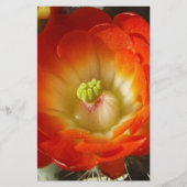 Orange-Cactus-flower (Front)