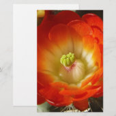 Orange-Cactus-flower (Front/Back)