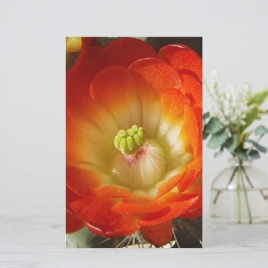 Orange-Cactus-flower (Standing Front)