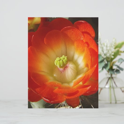 Orange-Cactus-flower (Standing Front)