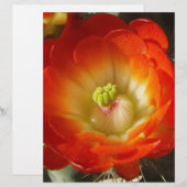 Orange-Cactus-flower (Front/Back)
