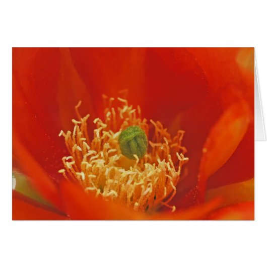 Orange Cactus Flower Cards (Front Horizontal)