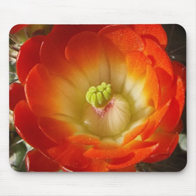 Orange Cactus Flower Mouse Pad (Front)