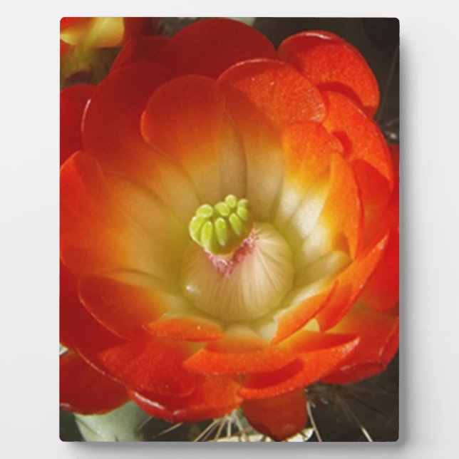 Orange-Cactus-flower Plaque (Front)