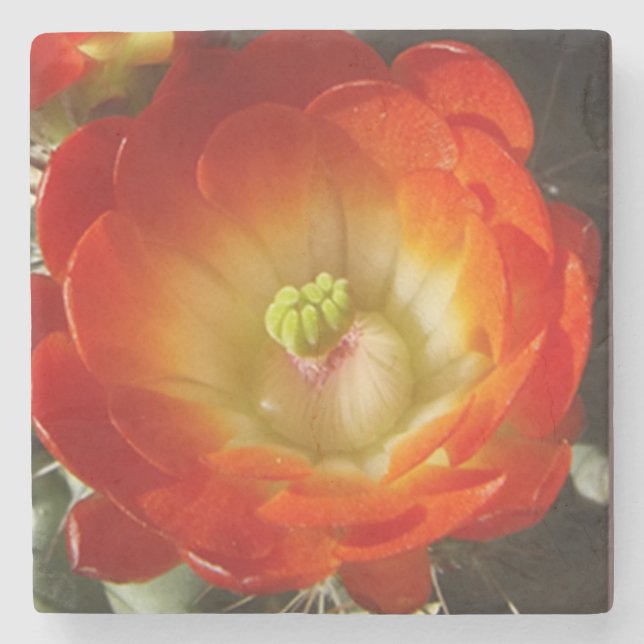 Orange cactus flower stone coaster (Front)