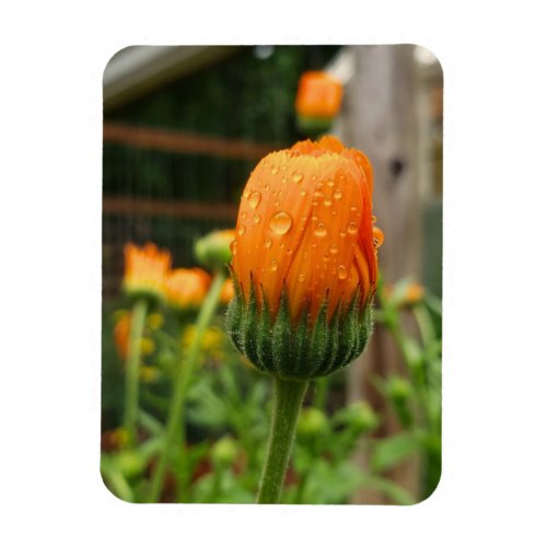 Orange Calendula Flower Magnet