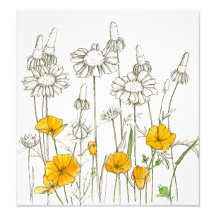 Orange California Poppy Flowers Plant Sketch Photo Print