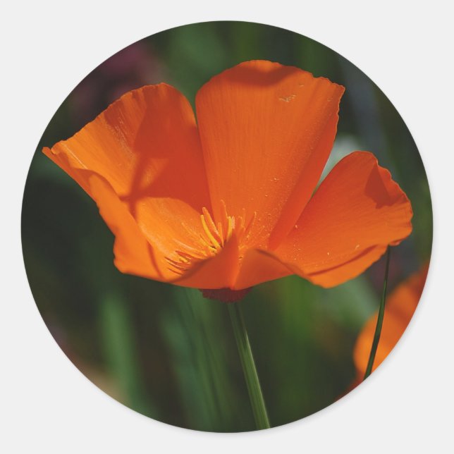 Orange California Poppy Sticker (Front)