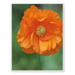 Orange California Poppy Temporary Tattoos