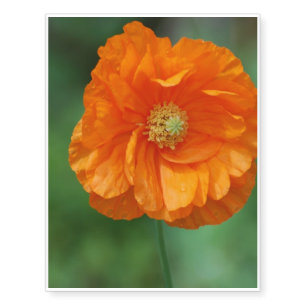 Orange California Poppy Temporary Tattoos