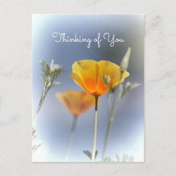 Orange California Poppy Wildflower Thinking Of You Postcard by PhotographyTKDesigns at Zazzle