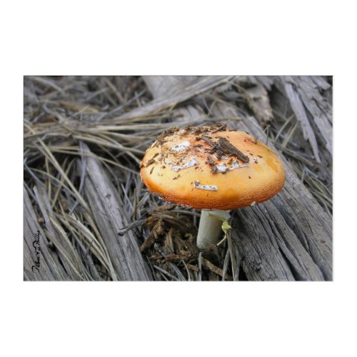 Orange Cap Mushroom Busting Thru Pine Straw Photo Acrylic Print