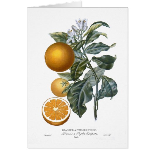 Orange Cards (Front)