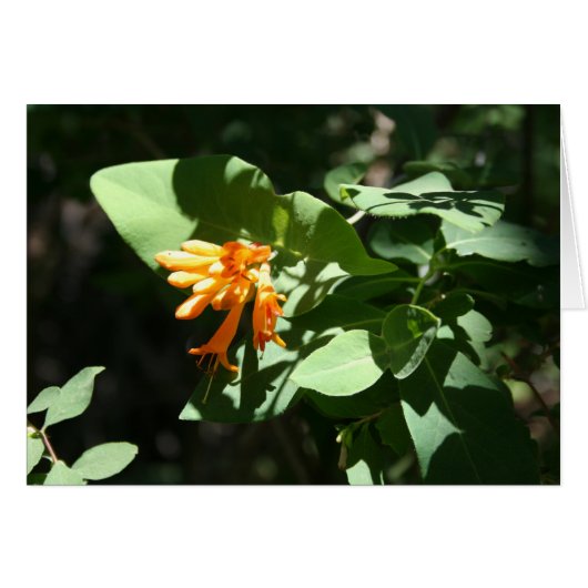 Orange Cards (Front Horizontal)