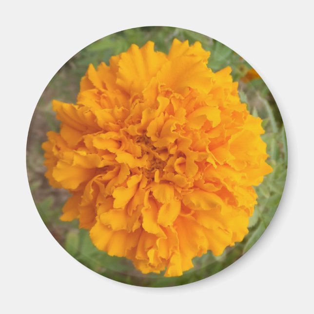 Orange Carnation magnet (Front)