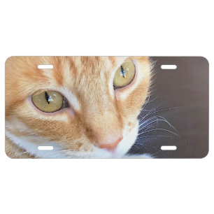 Orange cat closeup license plate