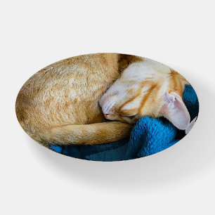 Orange cat curled up on blue blanket paperweight