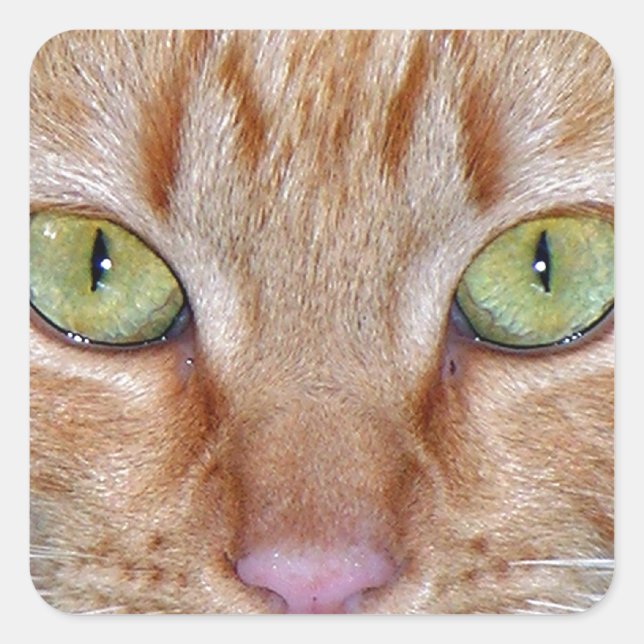 Orange Cat Eyes Square Sticker (Front)