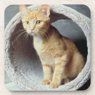 Orange Cat in Toy Coaster