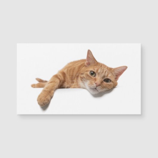 Orange Cat Laying Down (Front)