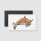 Orange Cat Laying Down (Front/Back)