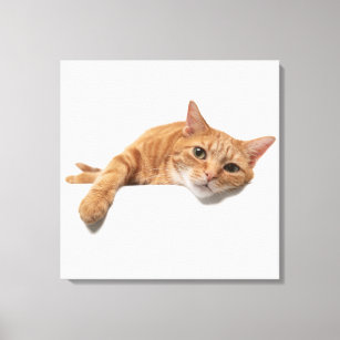 Orange Cat Laying Down Canvas Print