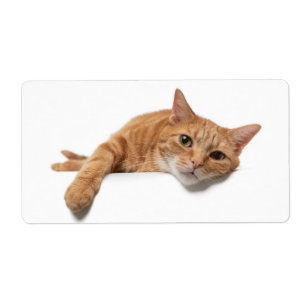Orange Cat Laying Down Label