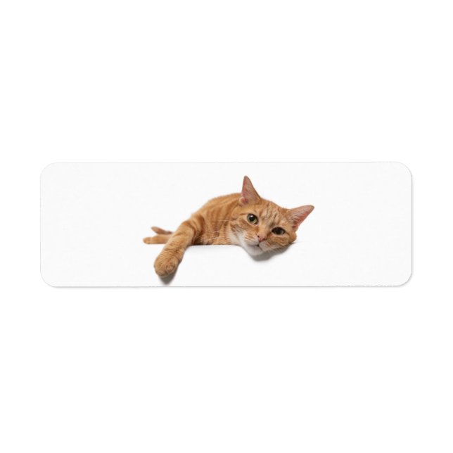 Orange Cat Laying Down Label (Front)
